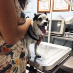 Our grand-dog at the Vet. Even though it may look like it, she is not smiling! #ratterrier #dog #vetvisit #hidog