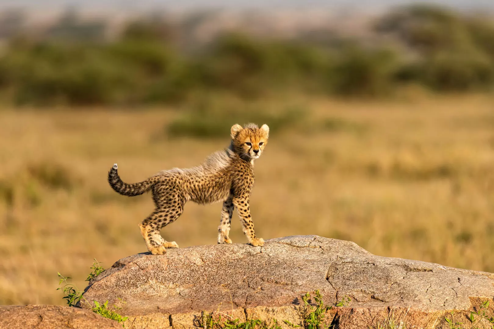 cheetah hunting in daytime