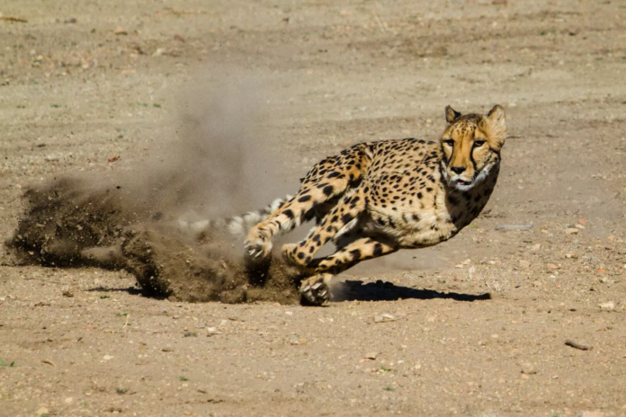 Astonishing Feline Speedsters