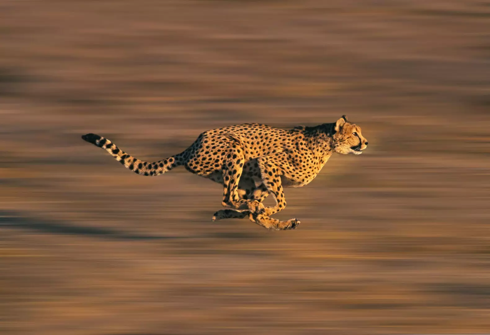 cheetah running at full speed