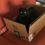 Cat in amazon box