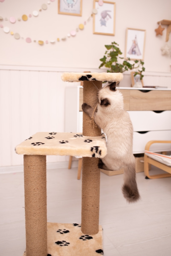 a cat climbing on a cat tree in a living room