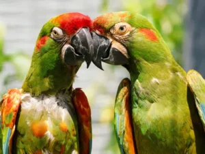 Breeding Hope for Endangered Macaws