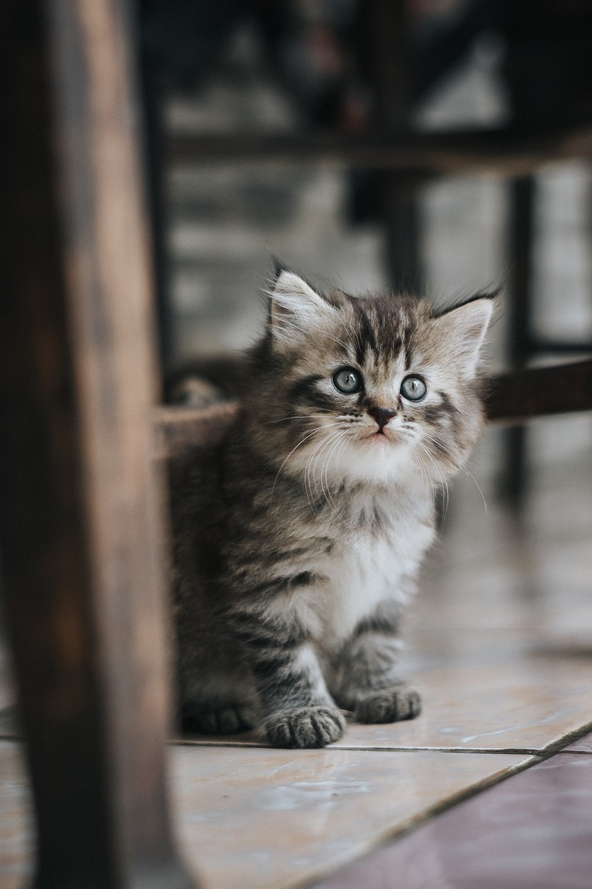 Brewery Cats Are the New Working Cat Trend in New York City