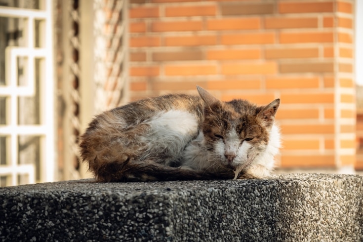 Sick and Drooling Cat