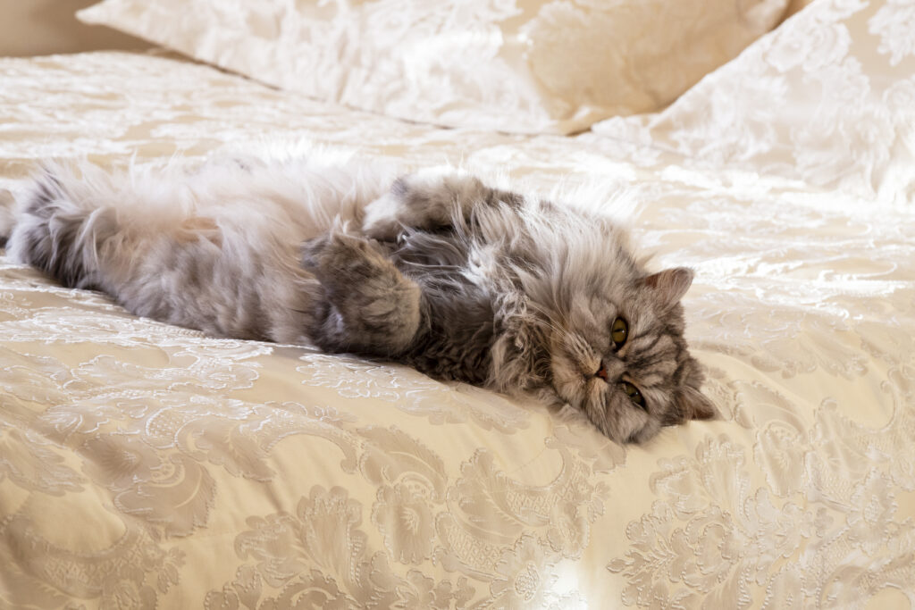 Cat lying on a bed.