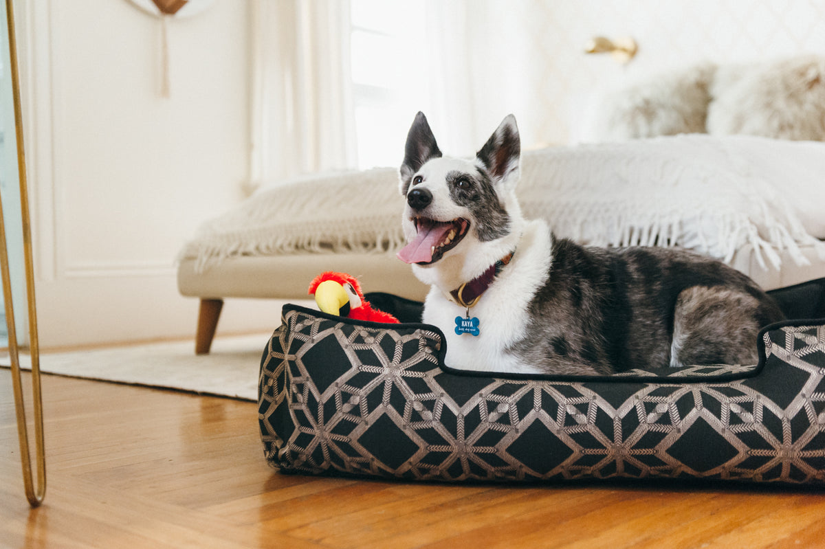 Dog inside crate with toys