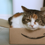 Amazon cat