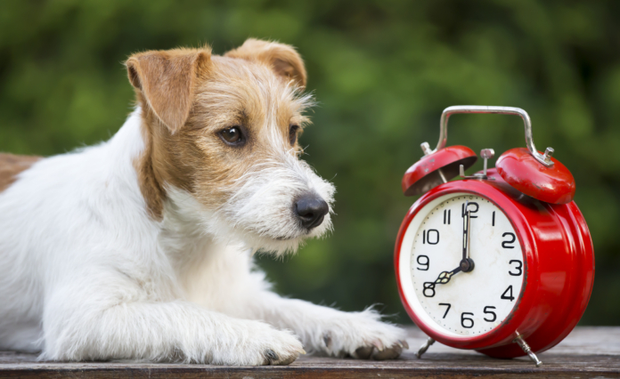 Daylight Saving Transition for Dogs