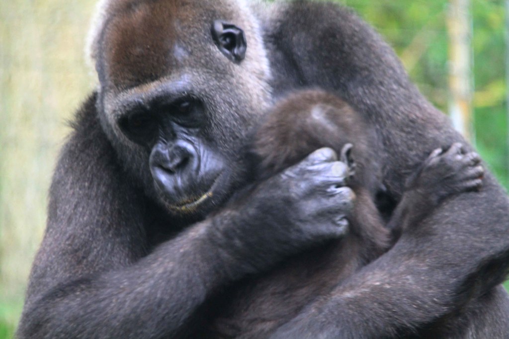 Mother Embraces Baby Western Lowland Gorilla