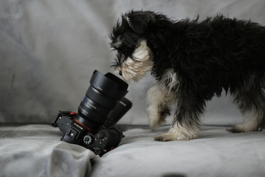 black and white long coated small dog lying on gray textile staring into a dslr camera with a big lens