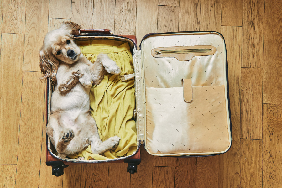 Dog with travel gear