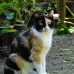 British shorthair with calico coat (1)