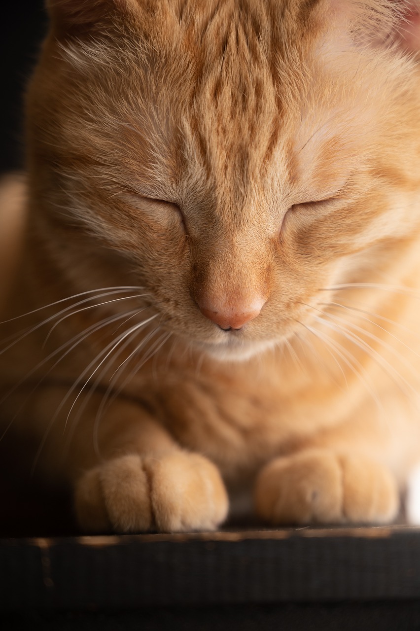 How to engage your indoor cat - Ontario SPCA and Humane Society