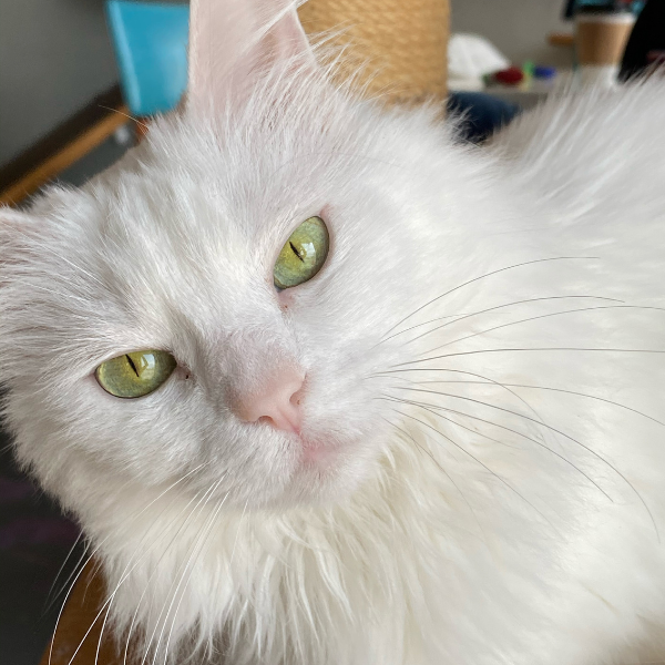 closeup of a white cat looking at the camera