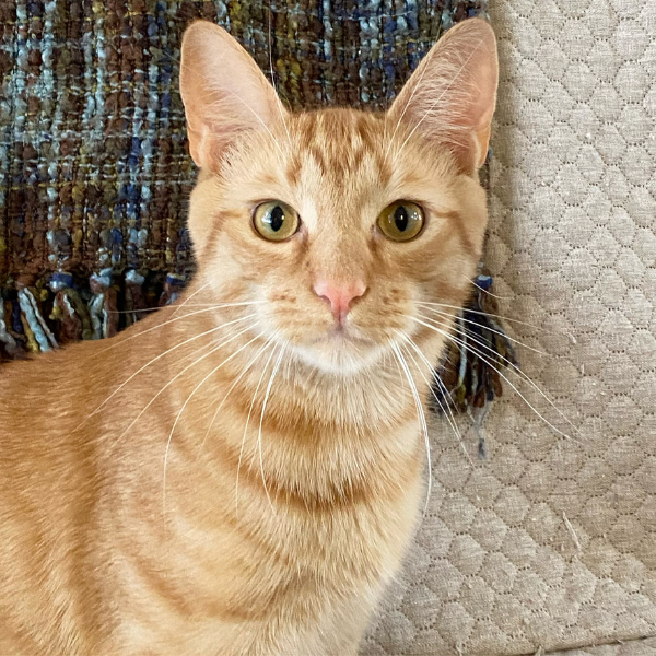 orange tabby looking straight at camera