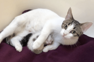 Mother and kitten relaxing in their foster home