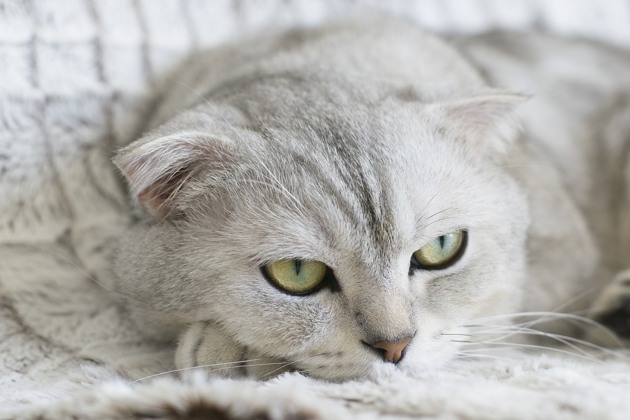 Cat Laid On Top Of Her Only Kitten Between Sheets Of Plywood