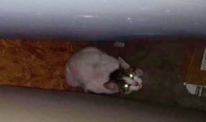 Mother cat protecting her only kitten between plywood sheets.