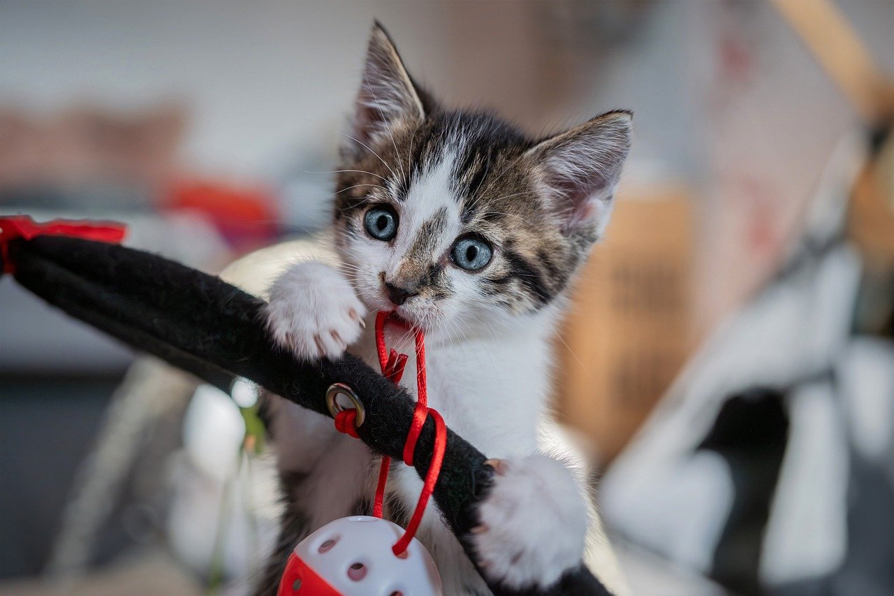 Stray Cat Appears in Neighbor's Yard, Ready for Change After Surviving Harsh Winter Outside