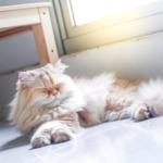 High quality, professional photograph of a reclining ginger and cream fluffy cat, relaxed, on a white tile floor.
