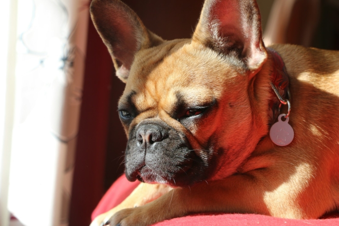 a small brown dog laying on top of a red couch