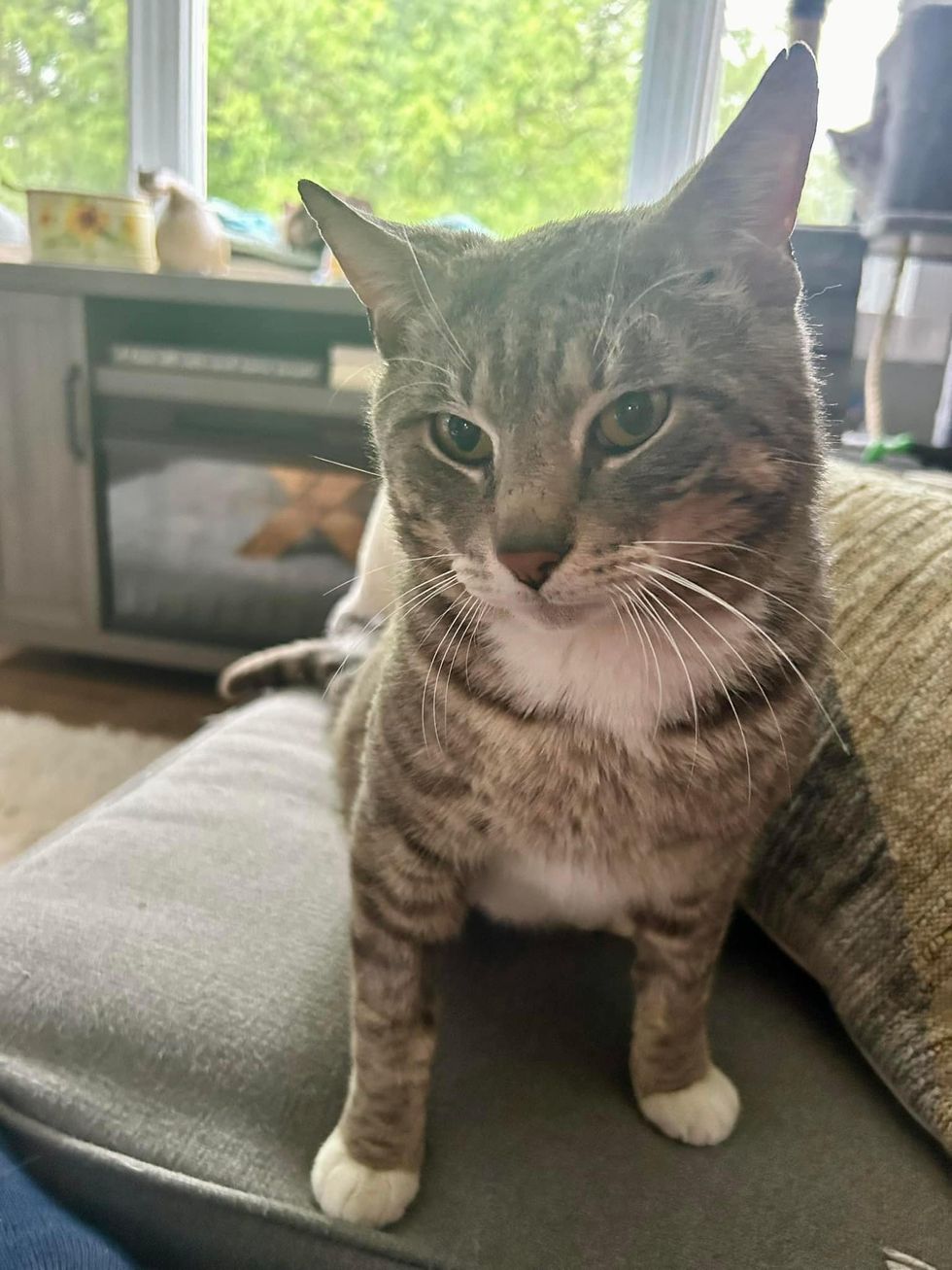 cat couch tabby