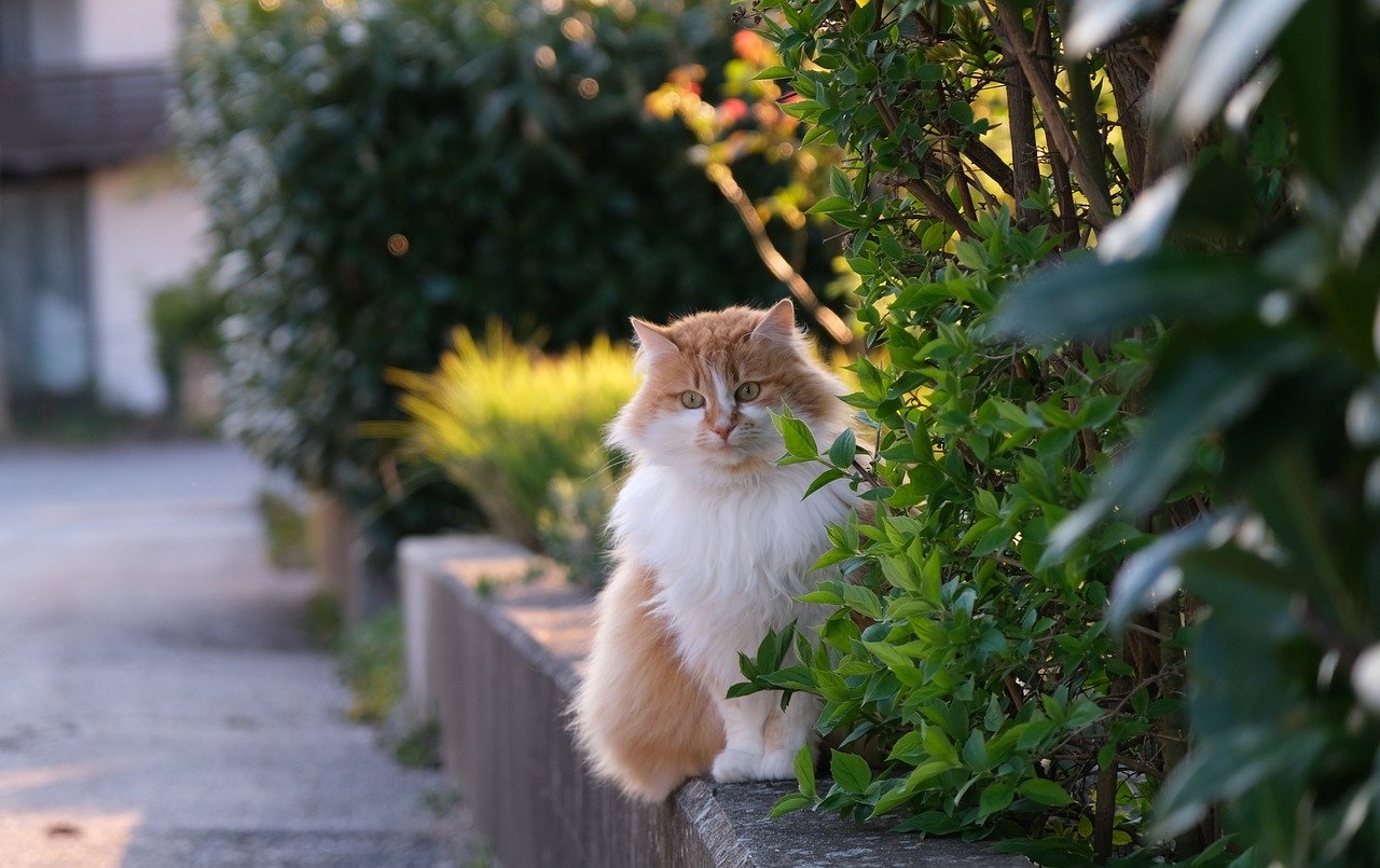 Cat Had Challenging Start But Let Nothing Stop Him When He Moved Indoors, Running Around Like Pro with 3 Legs