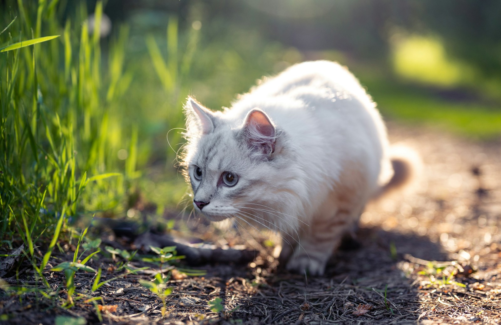 white cat on brown soil