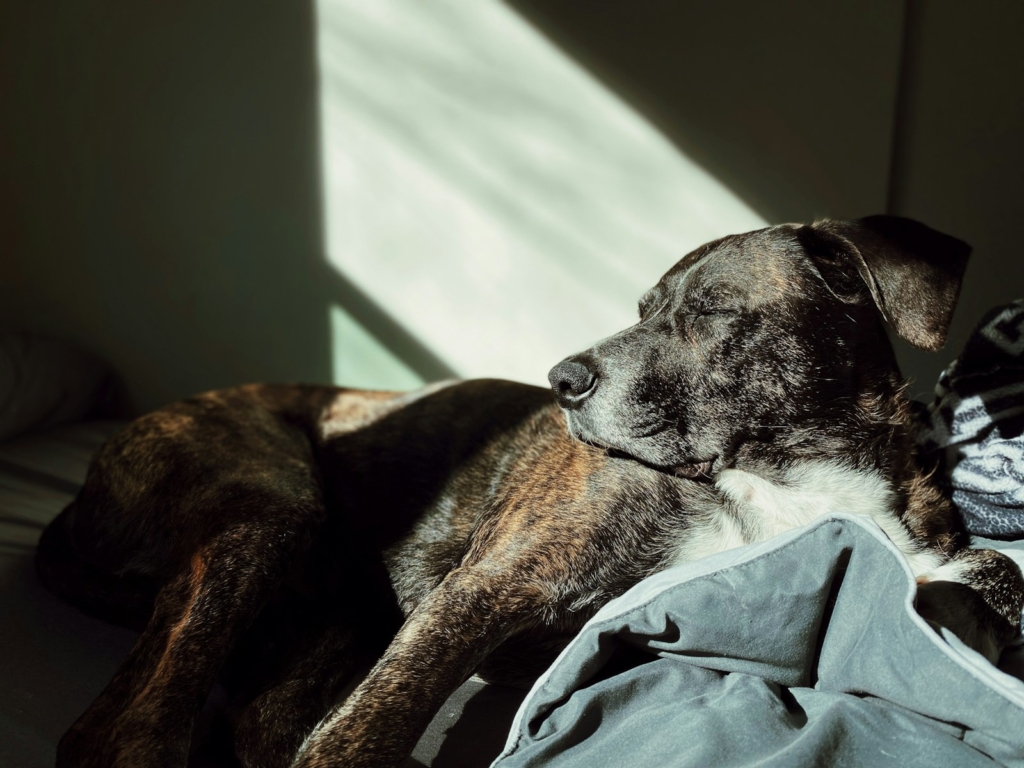 a dog laying on top of a bed next to a blanket