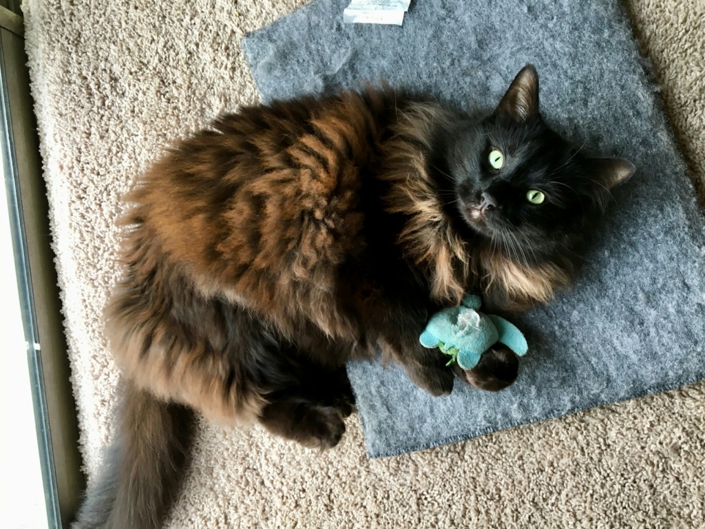 brown and black tortoiseshell cat playing with a toy