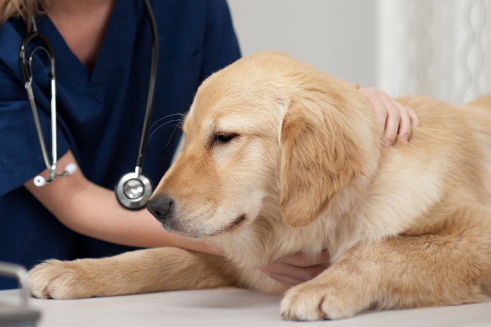 Understanding the common kinds of lumps in dogs and cats