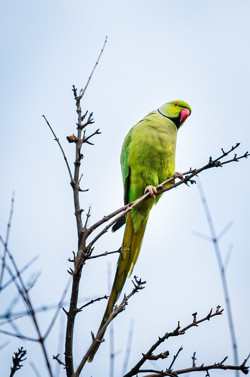 Return Greatness to the Forest on World Parrot Day - Wildlife Conservation Network