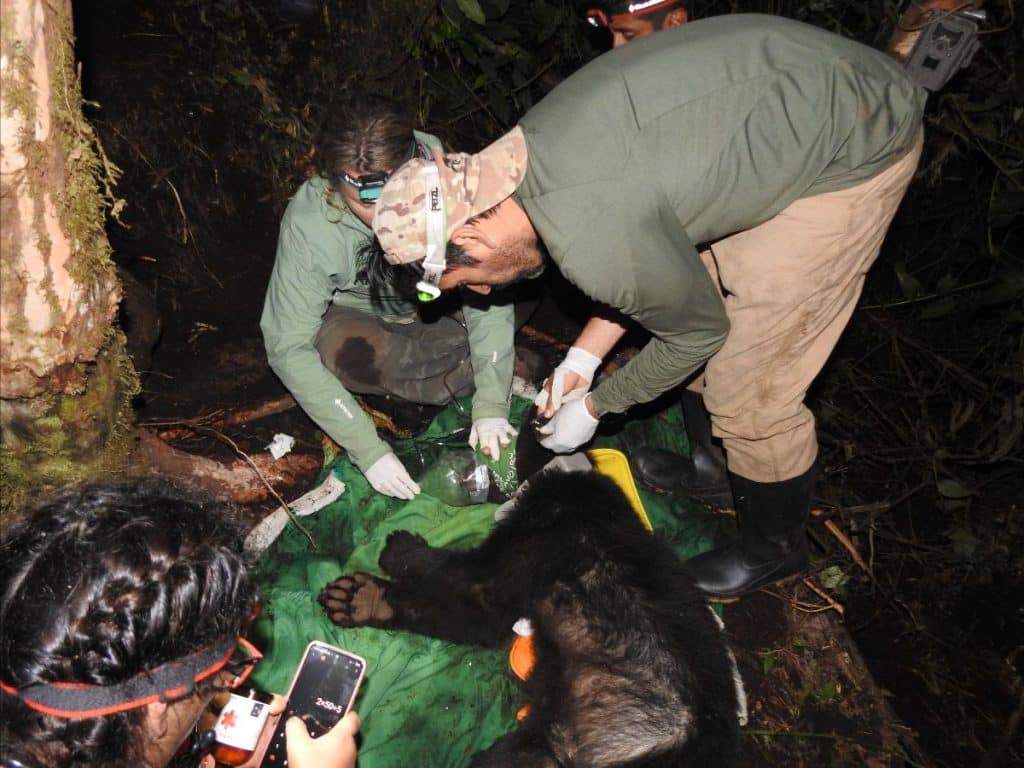 spectacled bear Machu Picchu collaring GPS