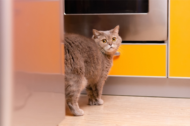 Cat avoiding being picked up by hiding behind the fridge