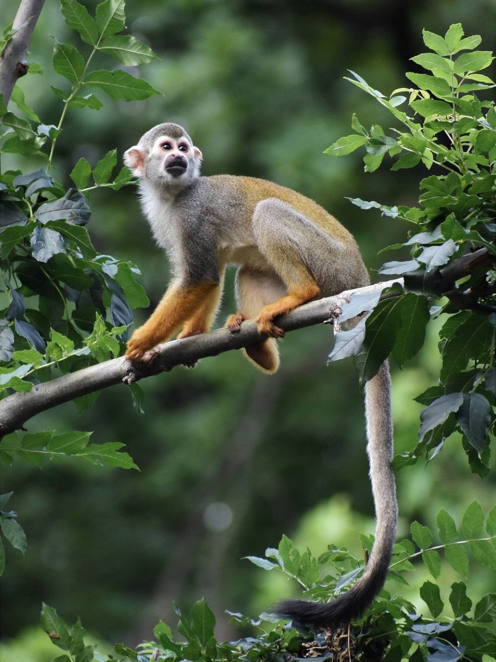 Monkey sits on tree branch