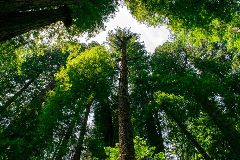 Looking up at tree canopy