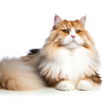 High quality, professional photograph of an orange and white floofy cat relaxing on a white floor, against a white background