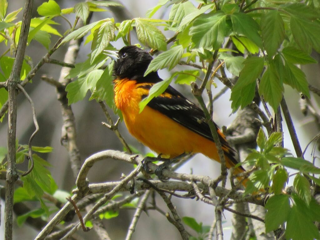 Oriole in tree