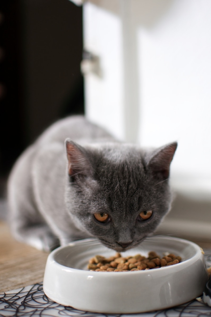 russian blue cat eating on brown wooden table