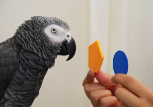 African Grey Parrot Alex