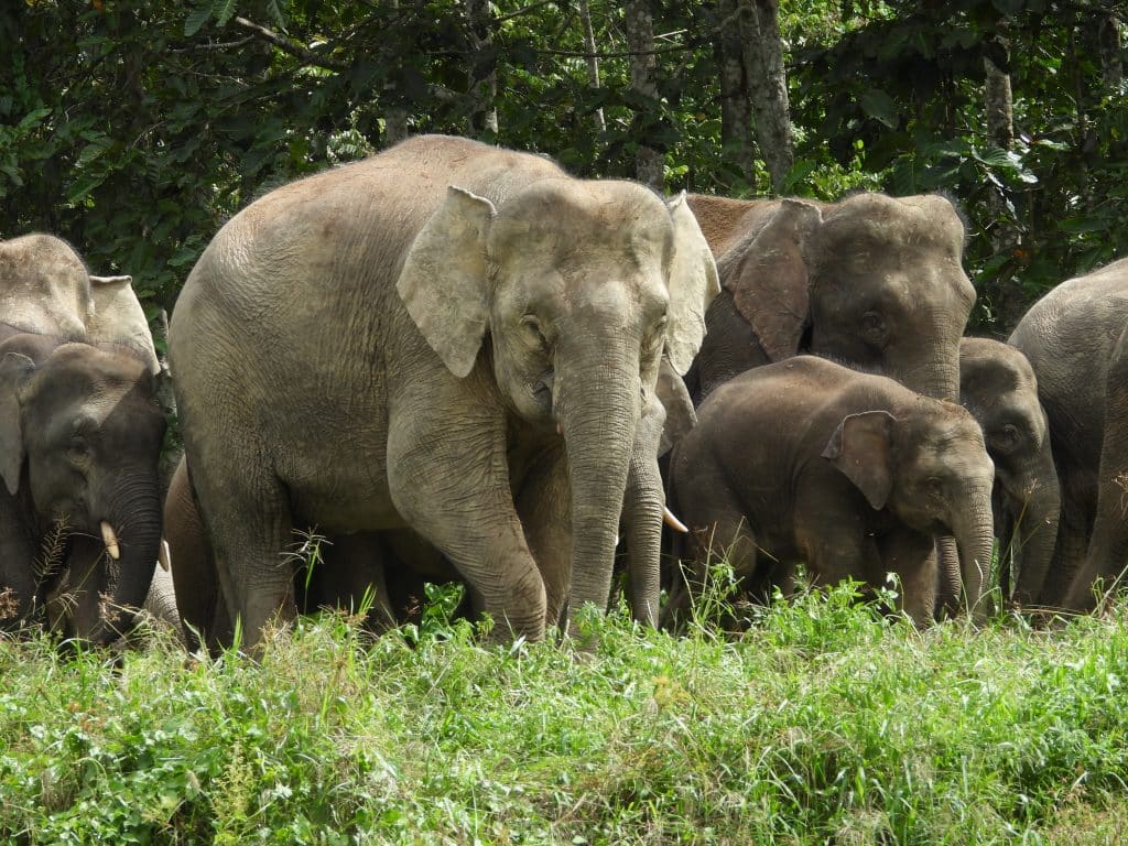 Bornean elephant herd