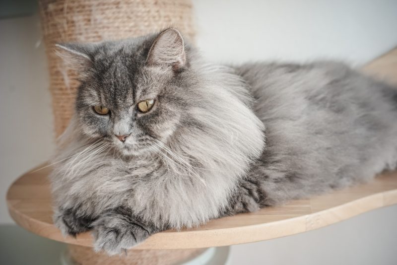 grey-persian-cat-resting-indoor