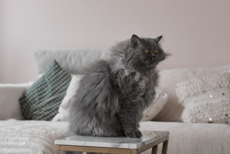 grey-persian-cat-sitting-in-a-living-room