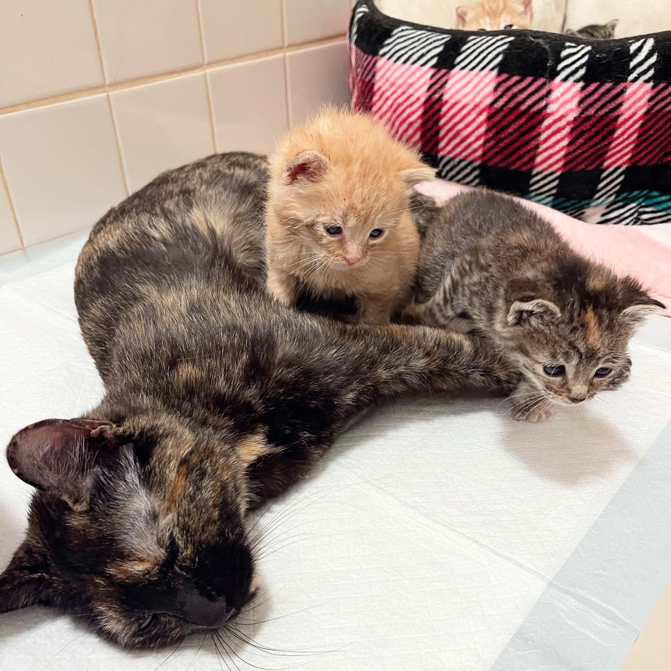 cat adopts kittens