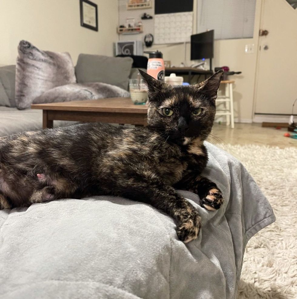 tortie cat companion