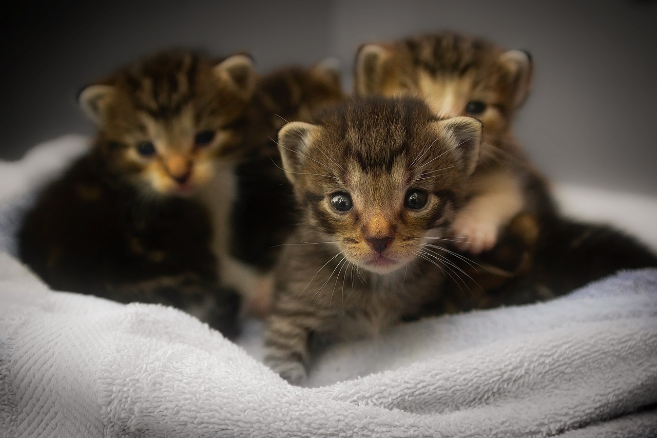 Cat Tends to Many Kittens, Including Orphans from a Yard, While Awaiting Her Happily Ever After