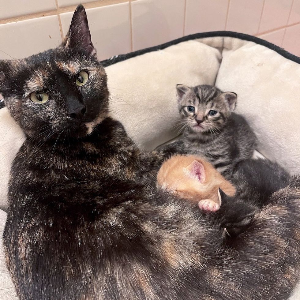 Rescued Cat's Remarkable Nurturing Journey