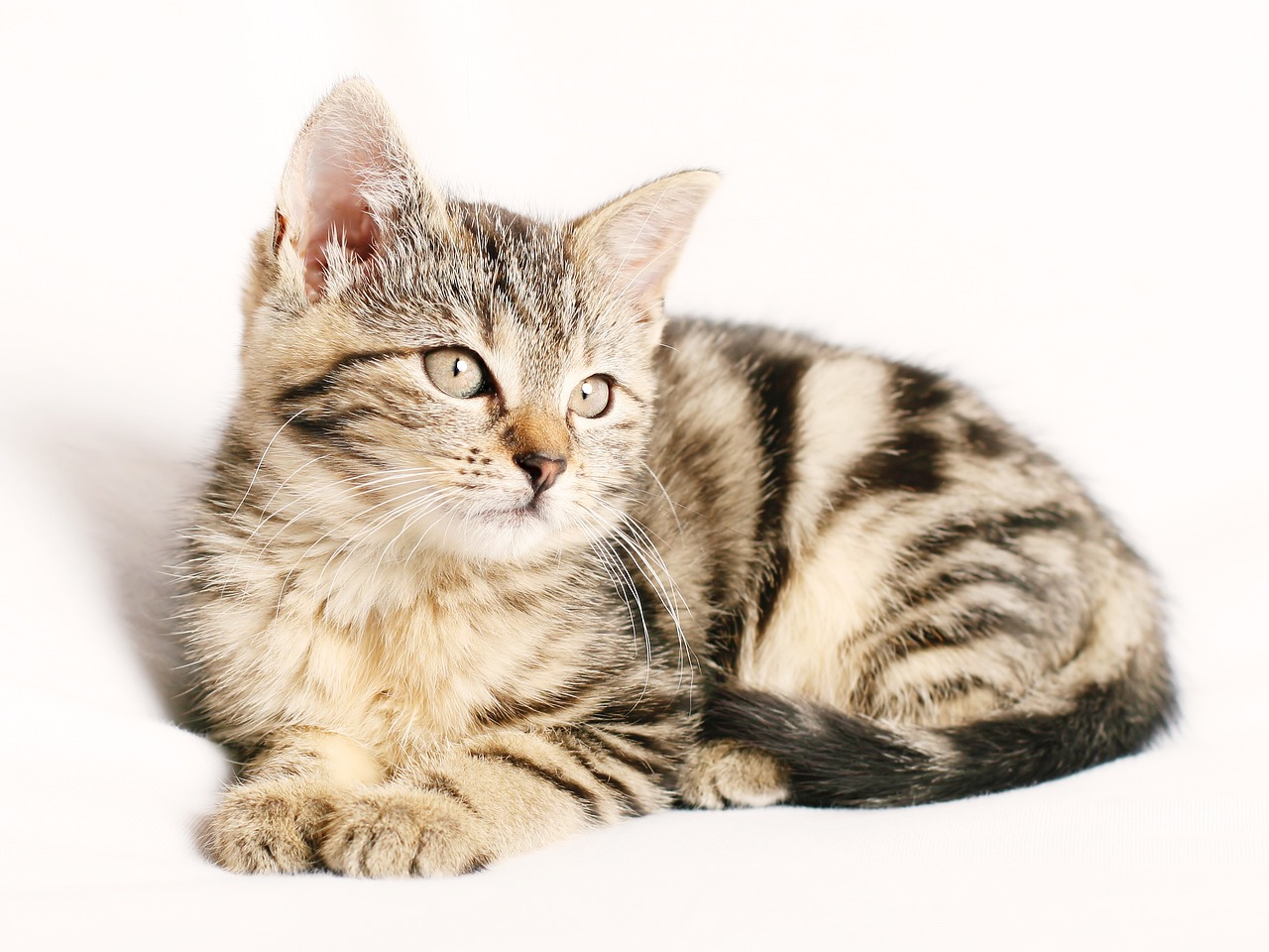 Kitten Starts to Trust with the Help of Another Cat After Months of Being Outside and Weeks of Hiding