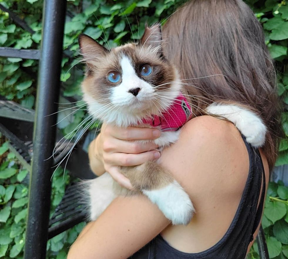 ragdoll cat snuggles